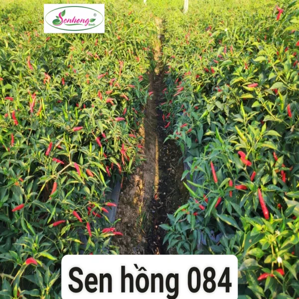 ỚT HIỂM LAI SEN HỒNG 084