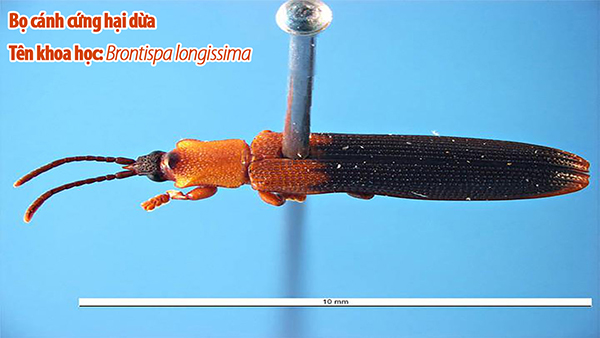brontispa longissima