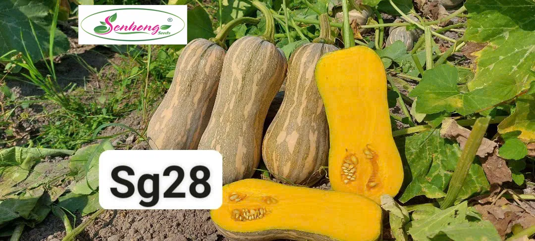 BÍ ĐỎ SUGAR 28