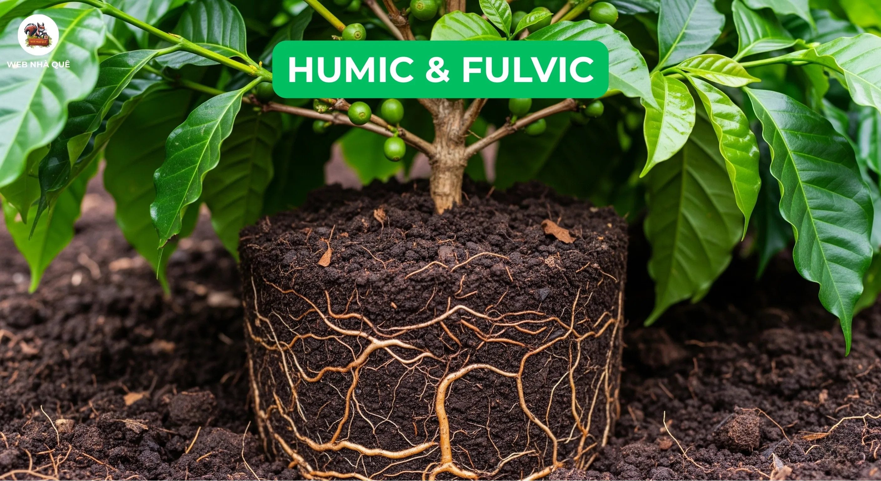 Tách bạch bản chất Humic và Fulvic để tối ưu hiệu quả trồng trọt