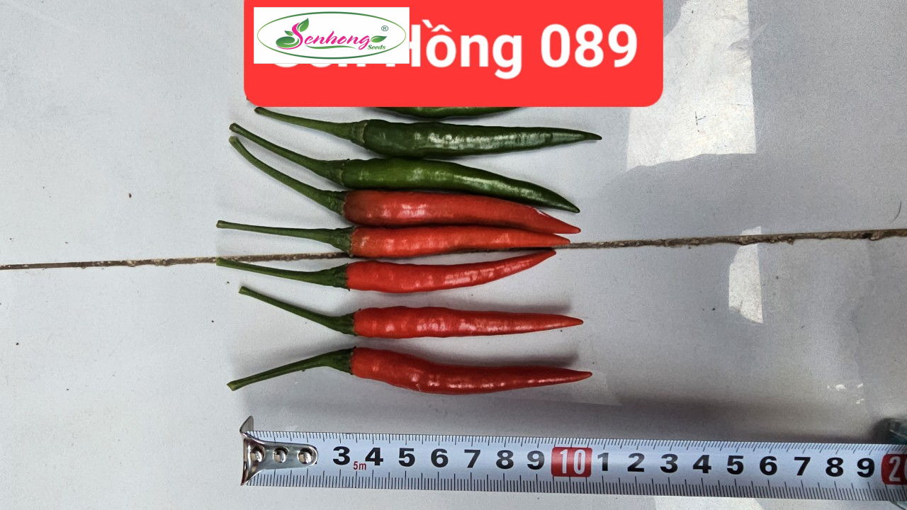 ỚT SEN HỒNG 089