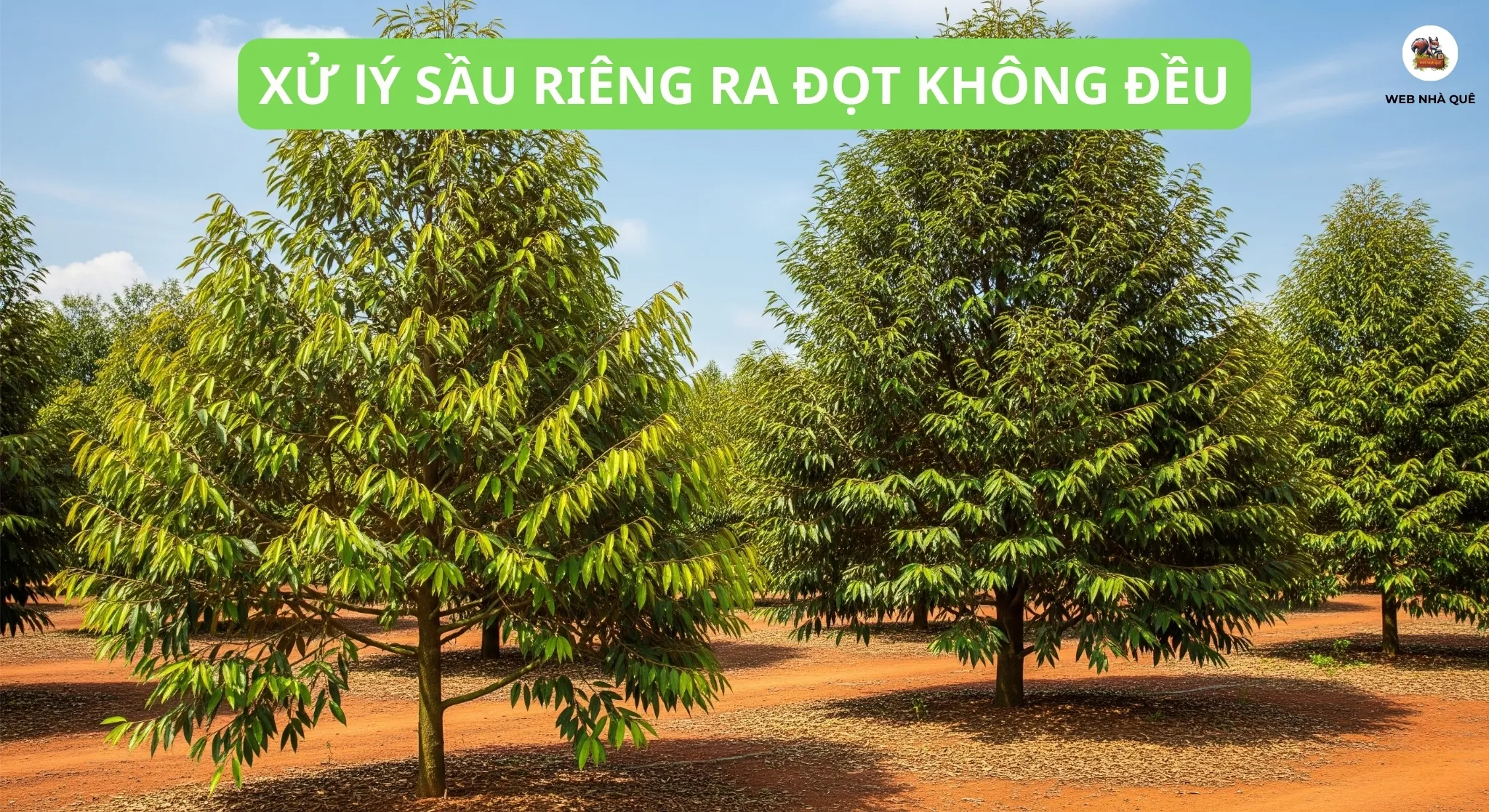 Bí Quyết Xử Lý Tình Trạng Sầu Riêng Ra Đọt Không Đồng Đều: Đơn Giản & Hiệu Quả