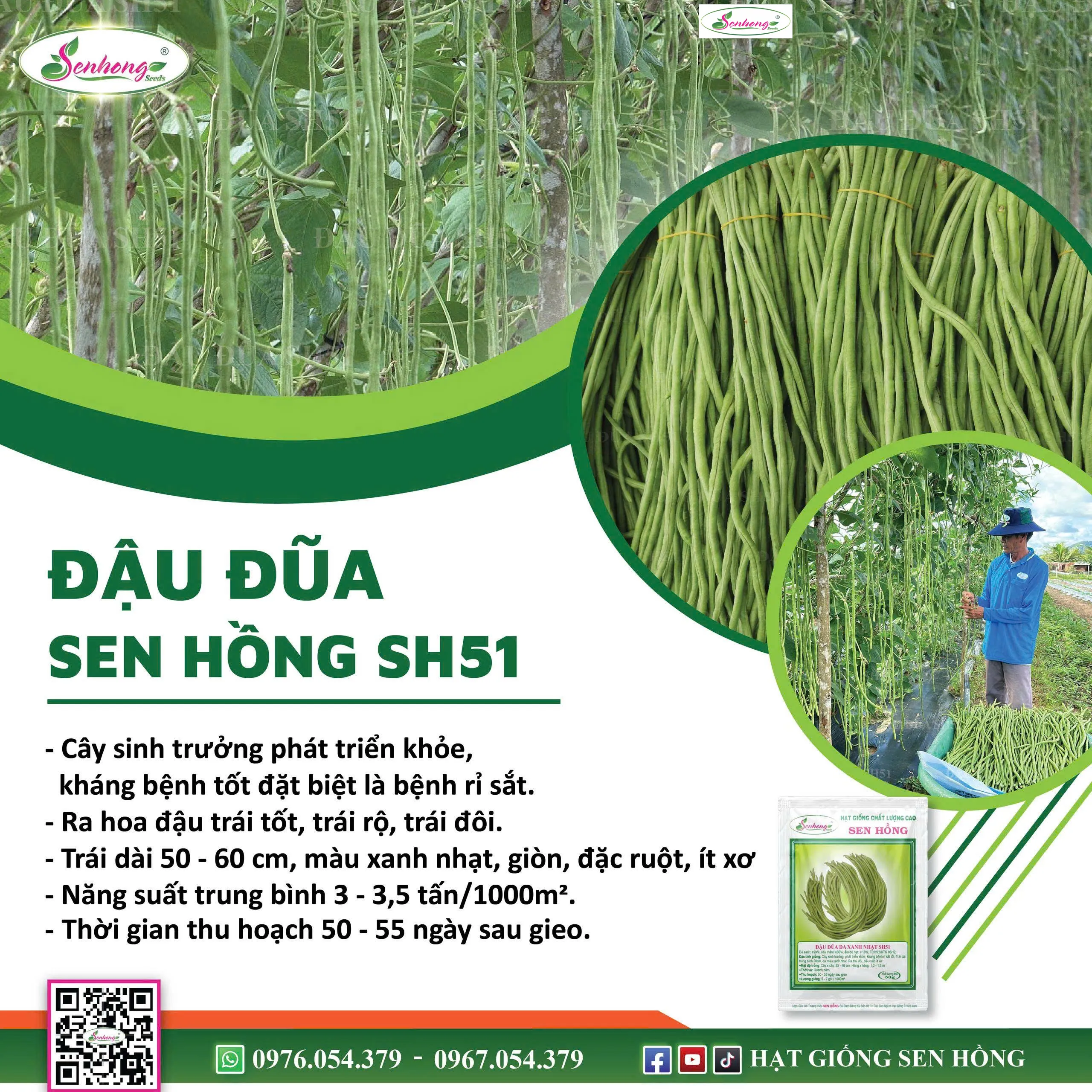 ĐẬU ĐŨA DA XANH NHẠT SH51