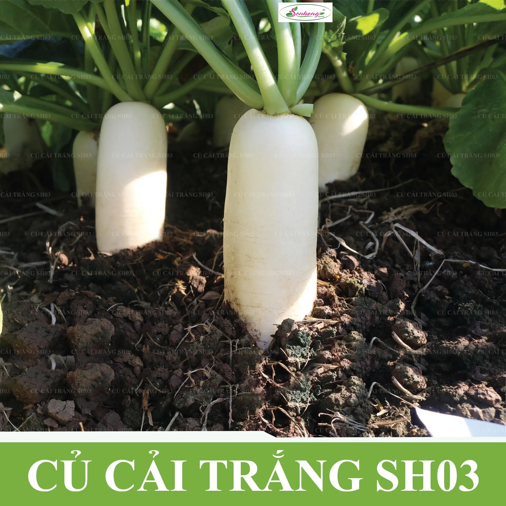 CỦ CẢI SH03