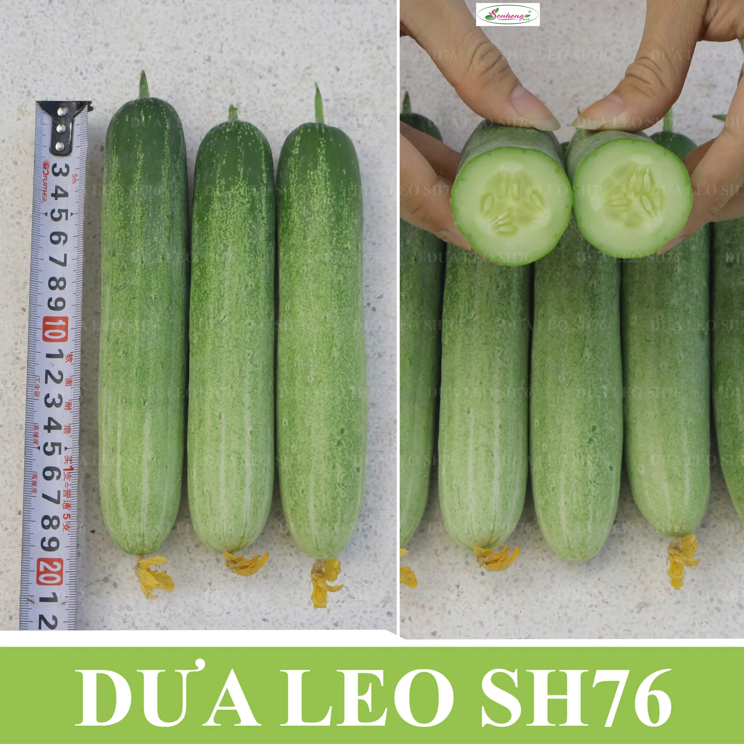 DƯA LEO SH76