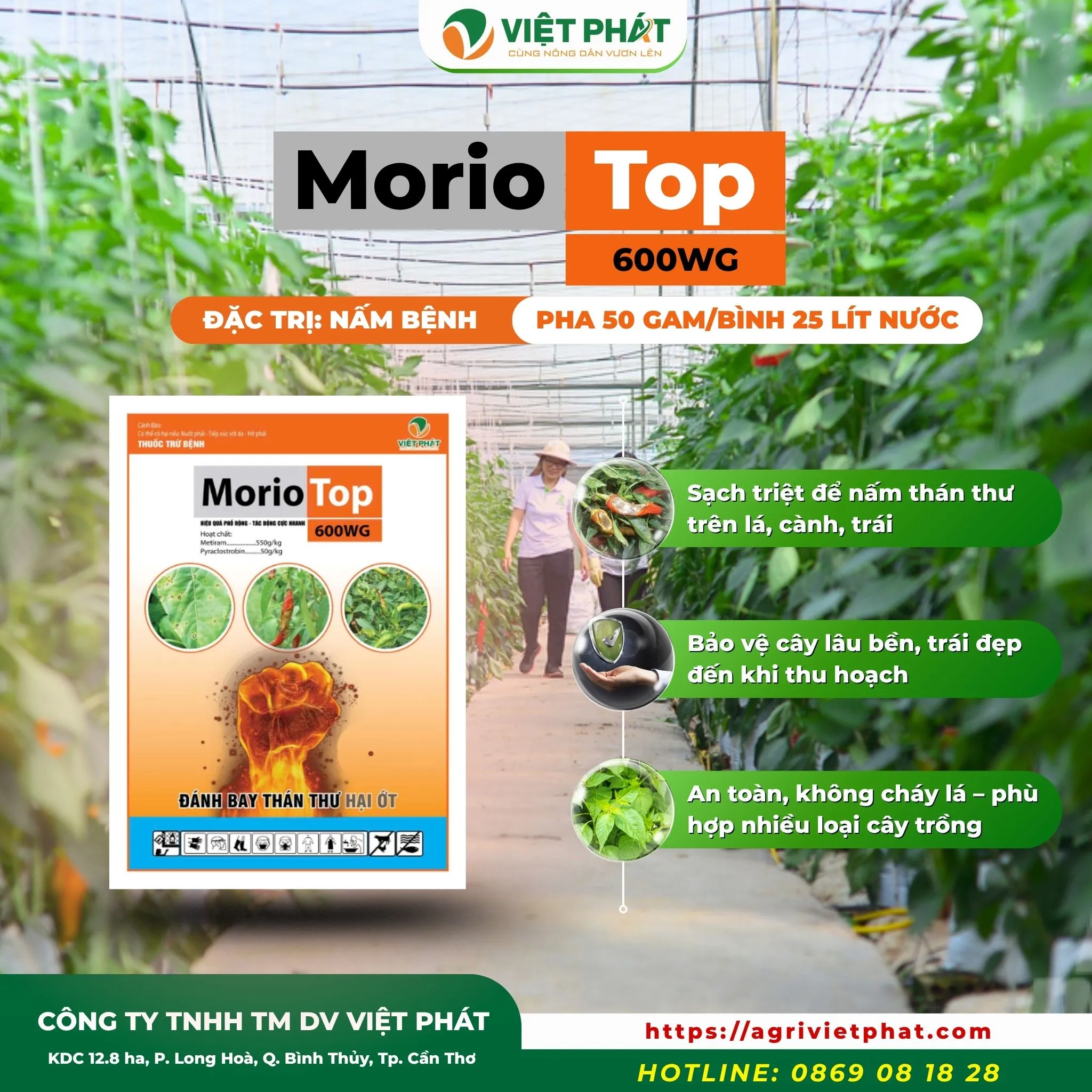 MorioTop 600WG – GIẢI PHÁP ĐẶC TRỊ NẤM BỆNH THÁN THƯ THỐI TRÁI CHO CÂY TRỒNG - NÔNG NGHIỆP VIỆT PHÁT
