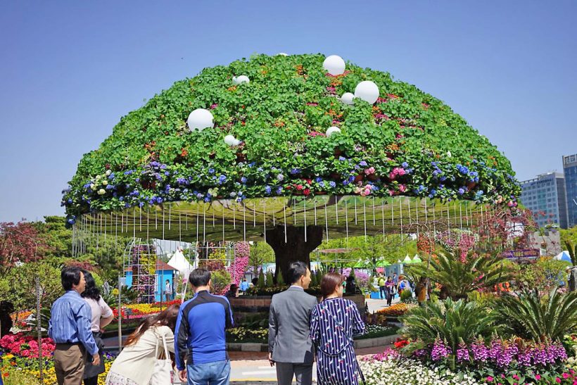 goyang flower festival 820x547 1