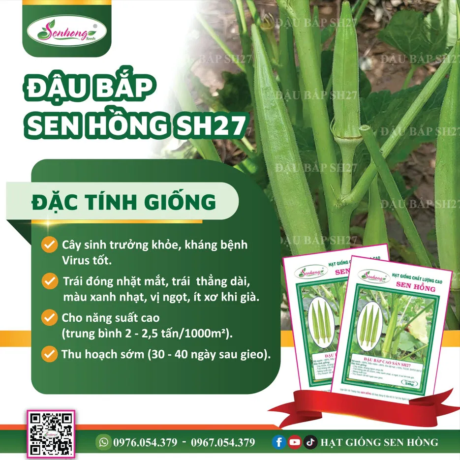 ĐẬU BẮP CAO SẢN  5 CẠNH SH27