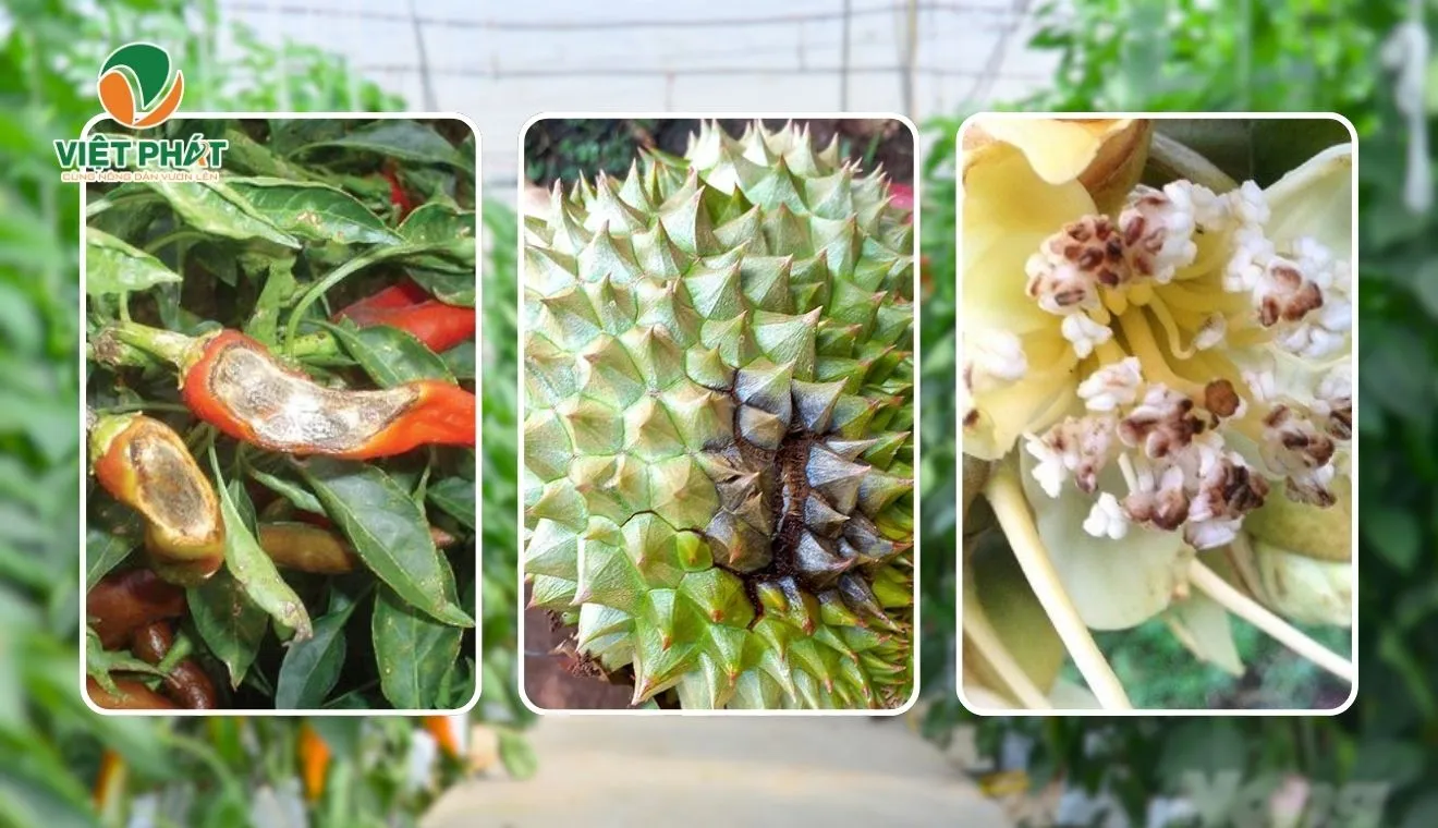 thiet ke chua co ten 1