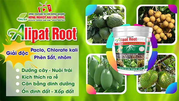 alipat root cat facebook