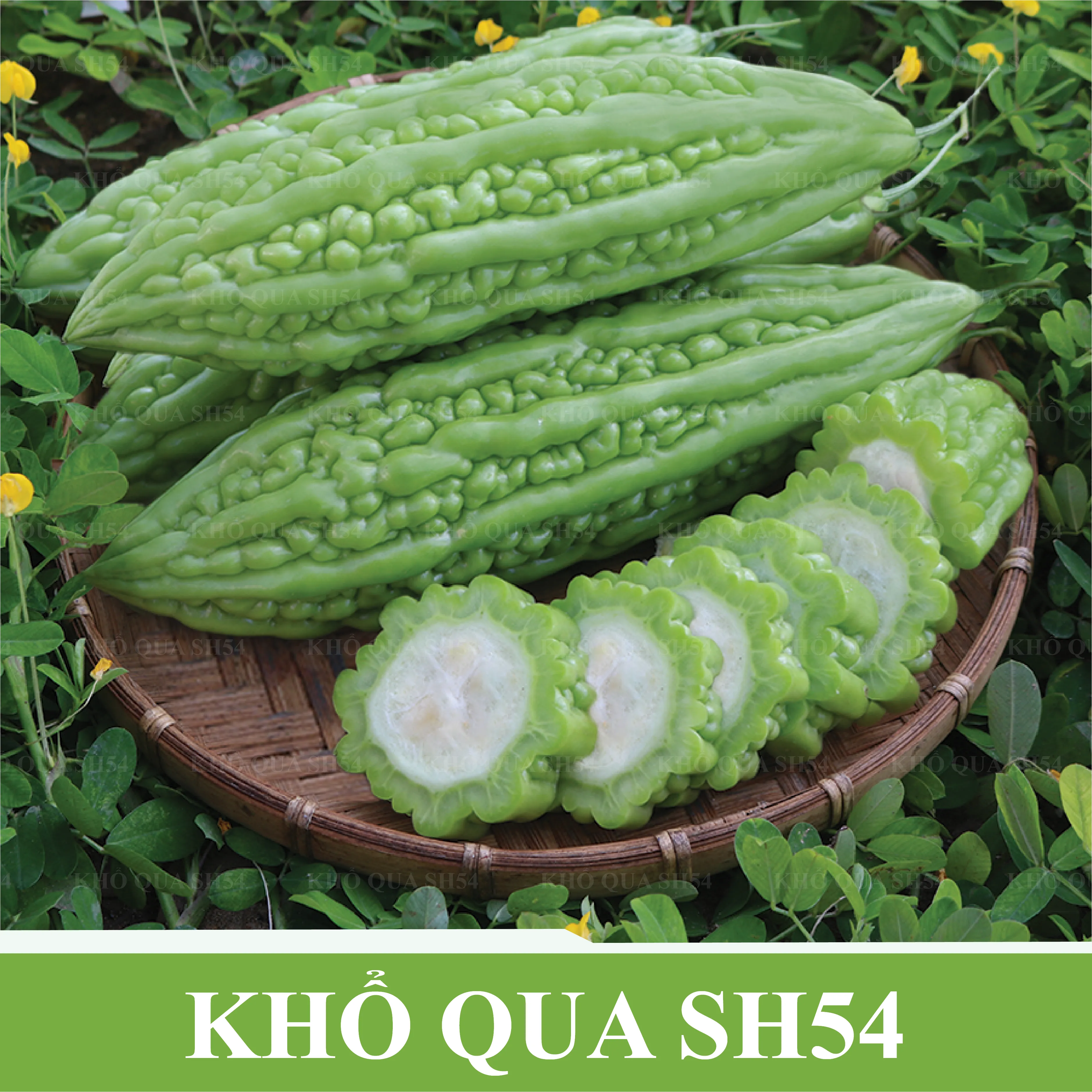 KHỔ QUA LAI F1 SH54