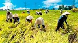 Châu Phi trở thành điểm đến tiềm năng của hạt gạo Việt