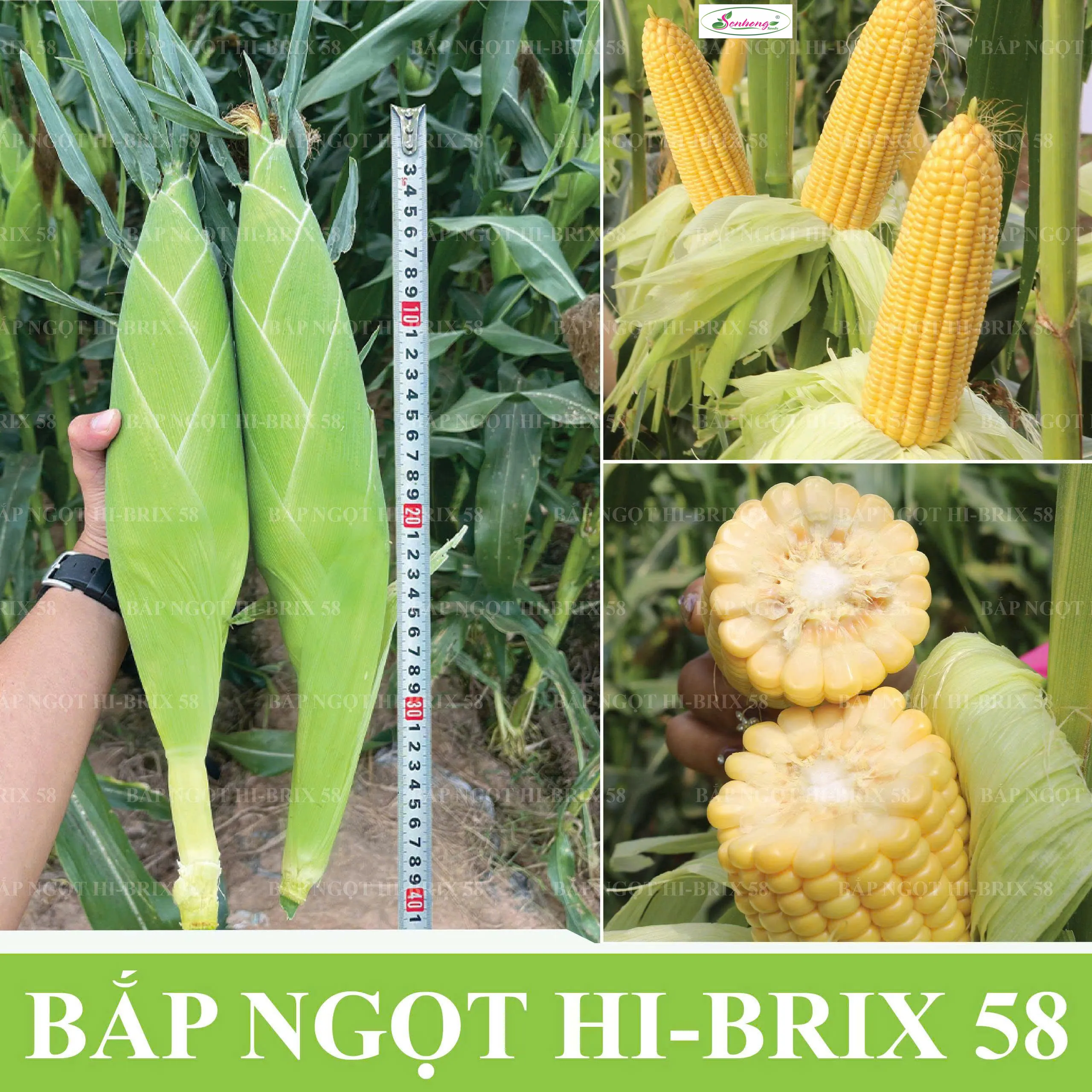 BẮP NGỌT HIBRIX 58