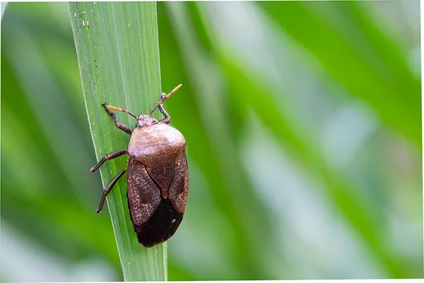 black bugs