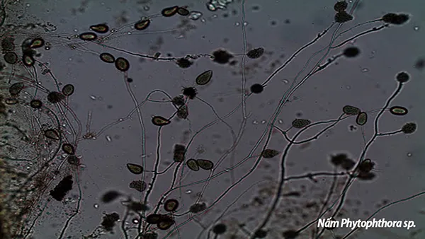 phytophthora sp1 600x300